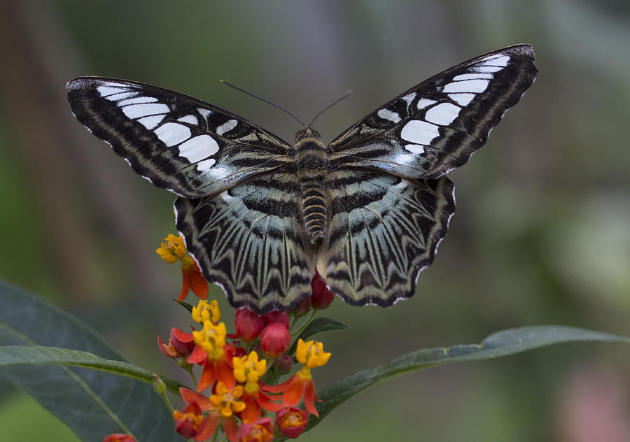 Butterfly on a flower by Pietro Ebner Butterfly on a flower by Pietro Ebner