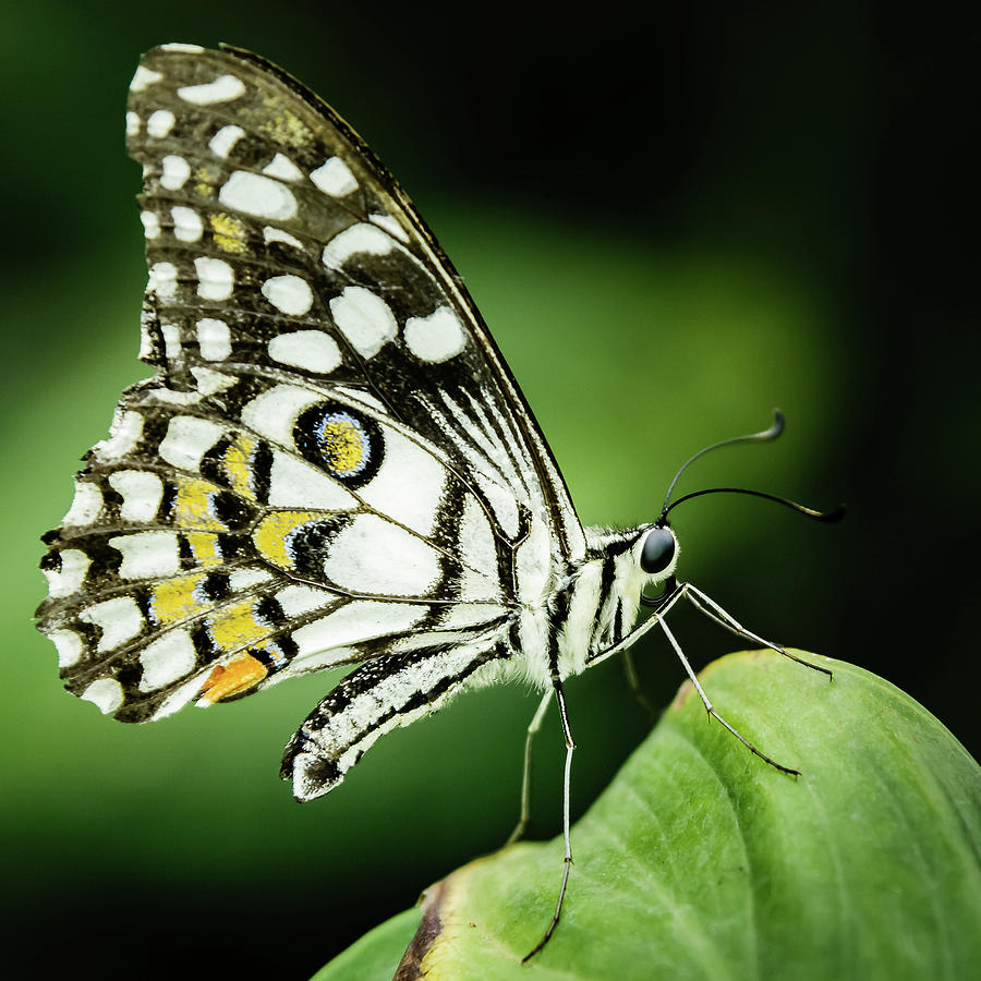 Butterfly on a leaf #5 Photograph by SAURAVphoto Online Store