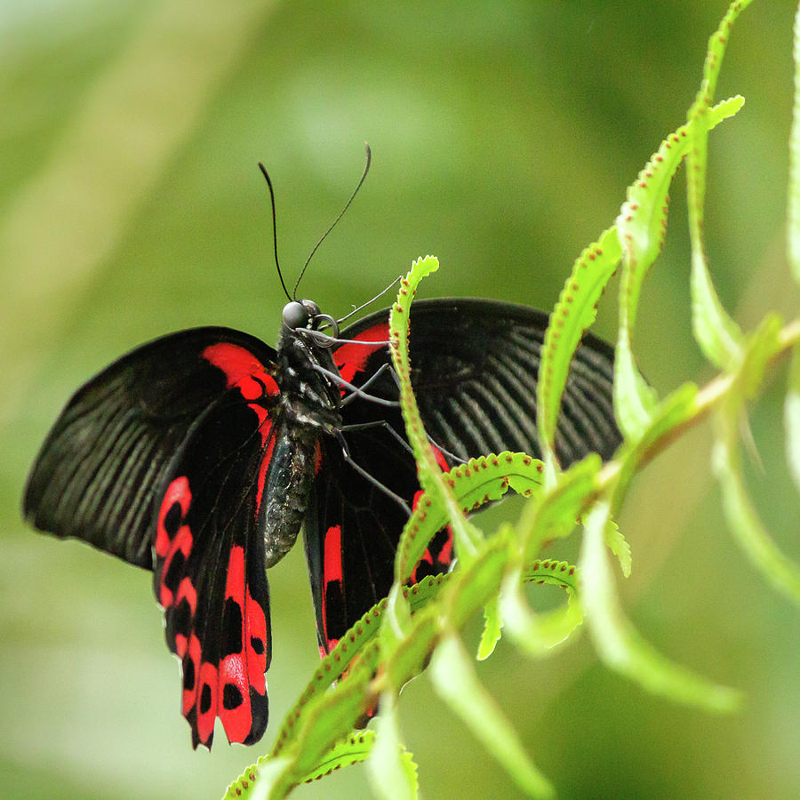 Butterfly red markings on black #1 Photograph by SAURAVphoto Online Store