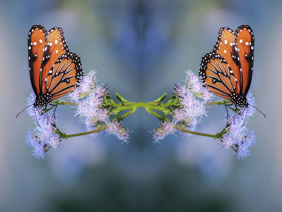 Butterfly Reflection 1072-112814-3-H-refl #1 Photograph by Tam Ryan