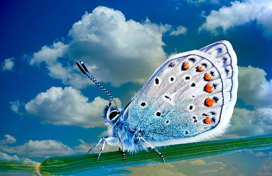 Butterfly #1 Digital Art by Steven Parker