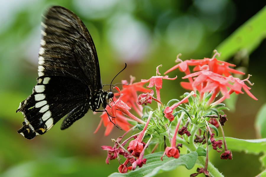 Butterfly sucking nectar from flower #1 Photograph by SAURAVphoto Online Store