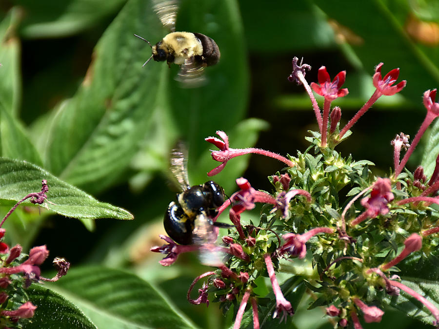 Buzzing Bees Photograph