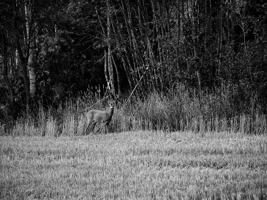 By the line of the forest. Roe deer #1 Photograph by Jouko Lehto