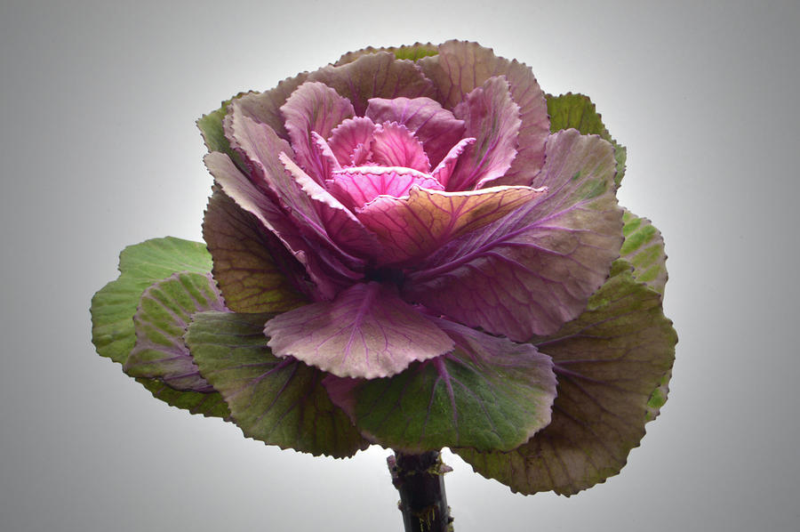 Cabbage Flower Photograph