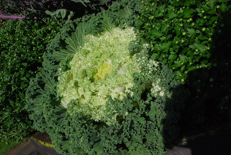 Cabbage Plant Photograph