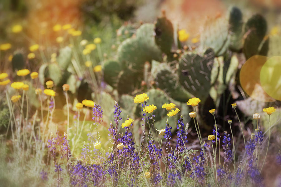 Cacti And Wildflowers  #1 Photograph by Saija Lehtonen