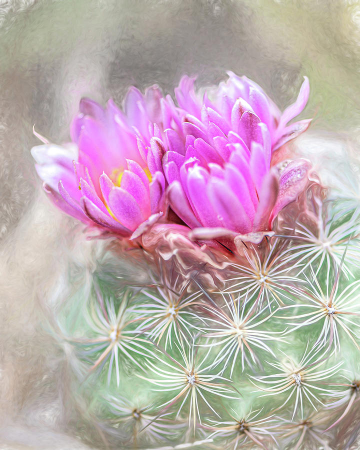 Cactus Bloom #1 Photograph by Jennifer Grossnickle