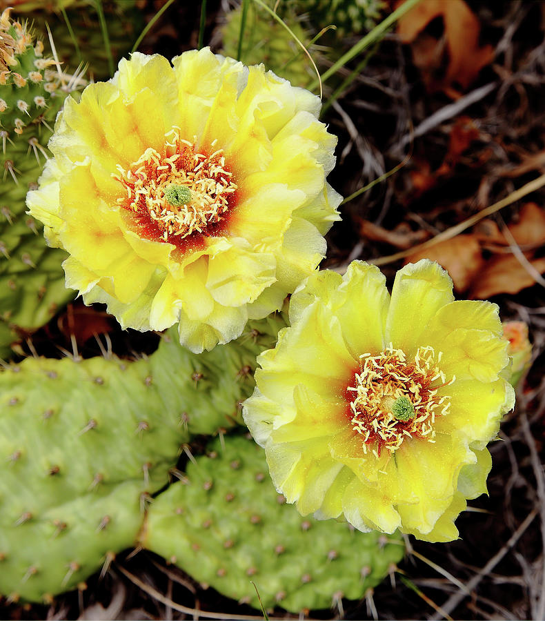 Cactus Blossoms #1 Photograph by Bob Falcone