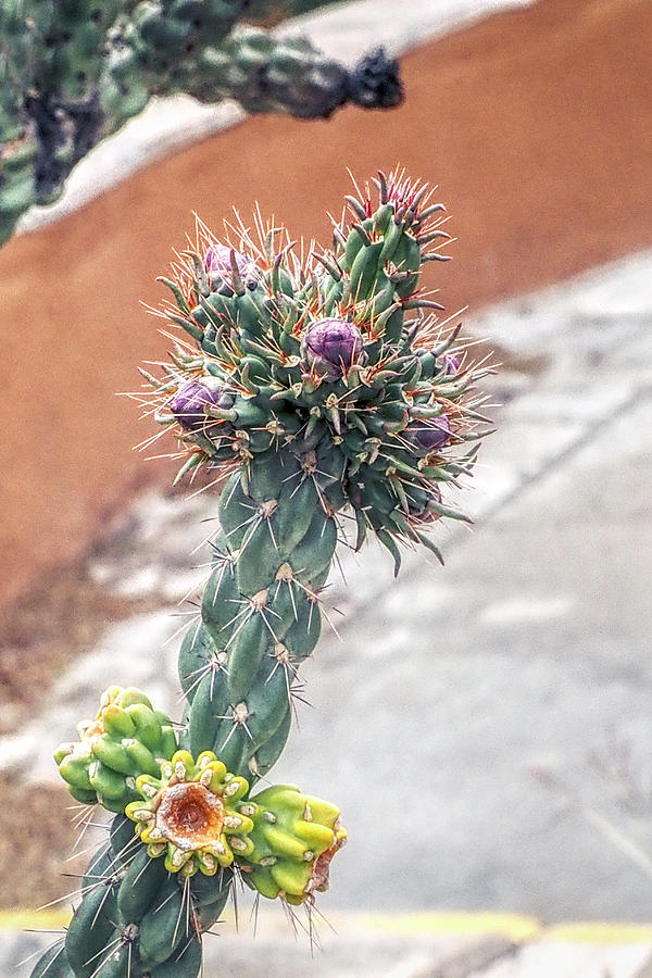 Cactus #1 Photograph by Farol Tomson