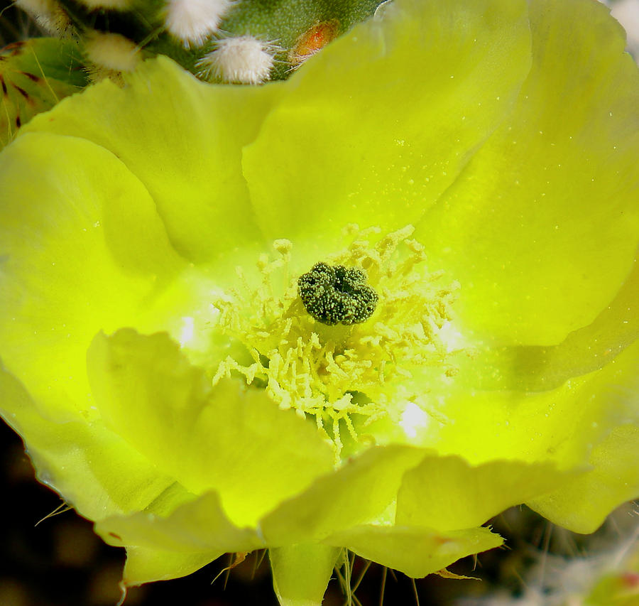 Cactus Flower Photograph #1 Photograph by Kimberly Walker