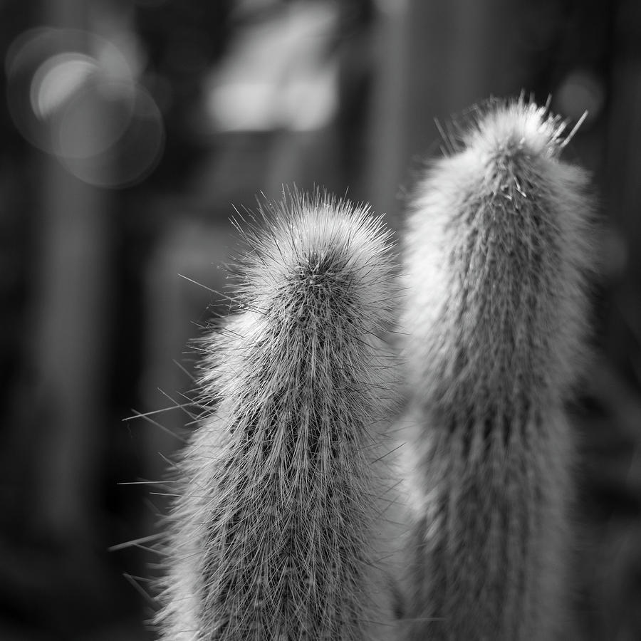 Cactus #2 Photograph by Miguel Winterpacht