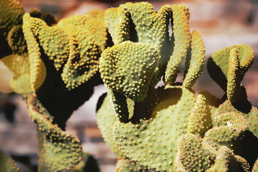 Cactus Pads Abstract  #1 Photograph by Saija Lehtonen