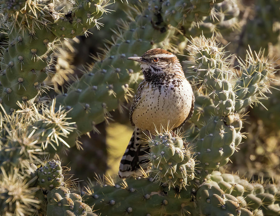 Cactus Wren Photograph By Rm Woods - Fine Art America