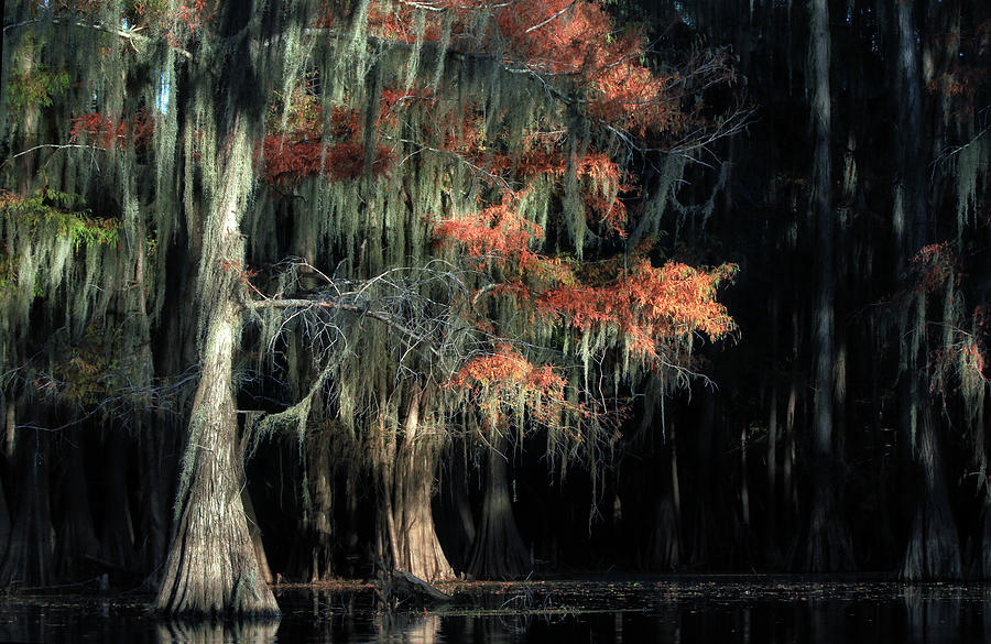 Caddo Lake State Park - Texas  Photograph by William Rainey