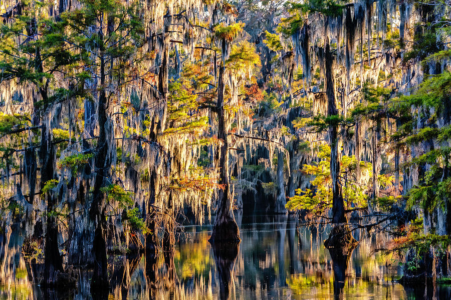 Caddo Lake #1 Photograph by Steve Snyder