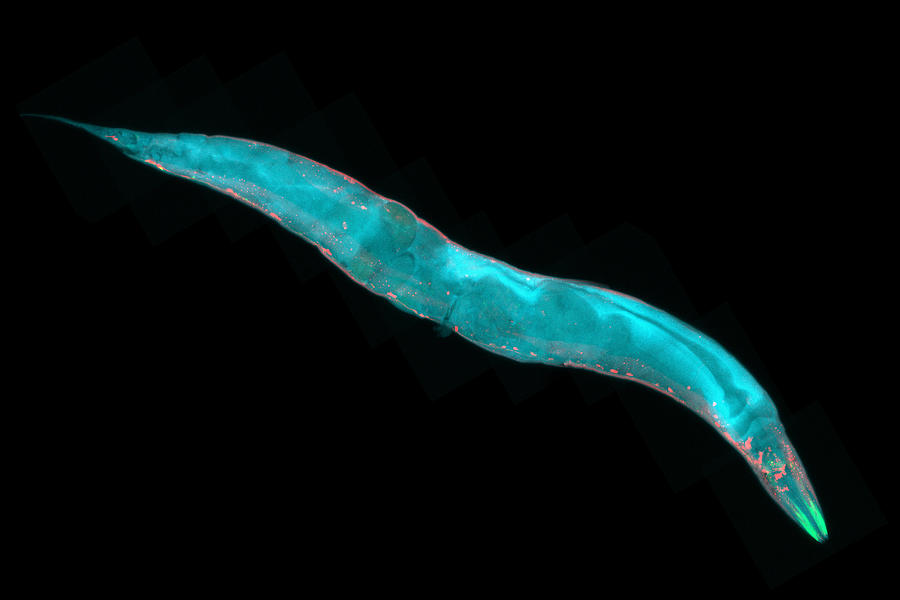 Caenorhabditis elegans #1 Photograph by HeitiPaves