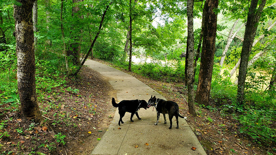 Cahaba River Walk Park #1 Photograph by Kenny Glover