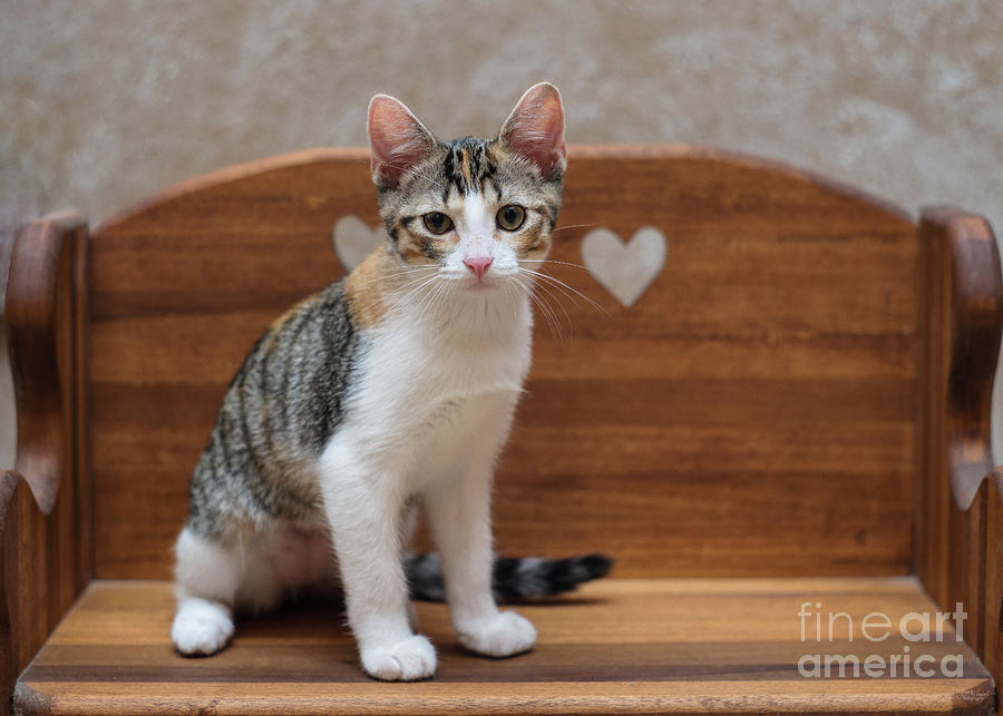 Calico Tabby Kitten Portrait #2 Photograph by Jennifer White