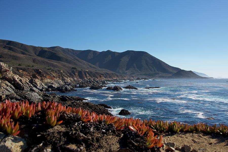 California Coast Seagrass #1 Photograph by Sean Hannon