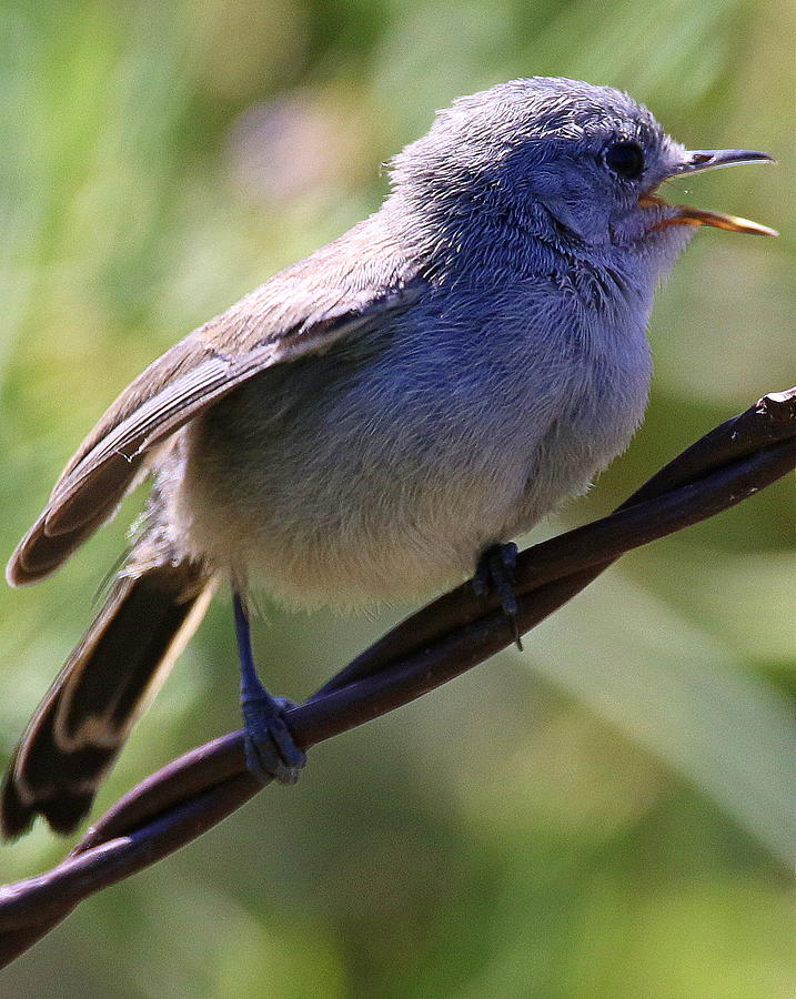 California Gnatcatcher