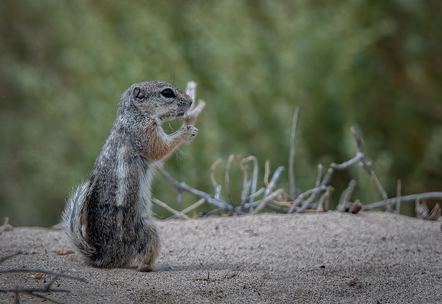 California Ground Squirrel  #1 Photograph by Rick Mosher