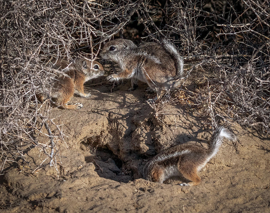 California Ground Squirrels #1 Photograph by Rick Mosher
