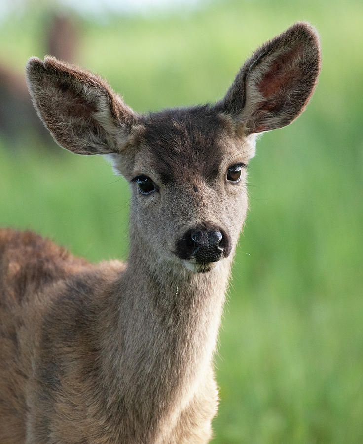 California Mule Deer Fawn Photograph by Tari Voydanoff - Fine Art America