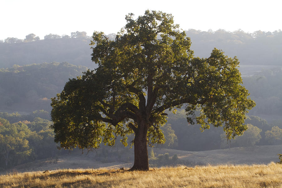 California Oak Tree #1 Photograph by Mark Miller Photos