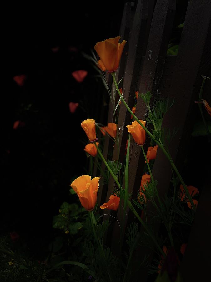 California Poppies Photograph