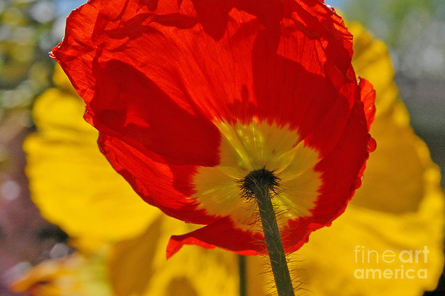 Flower Photograph - California Poppy #1 by Bernd Billmayer