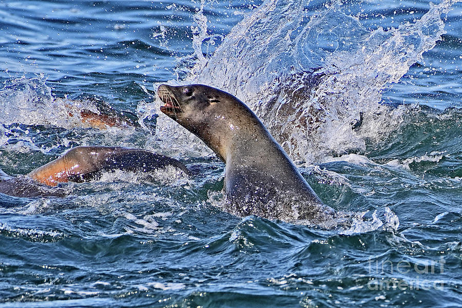 California Sea  Lion #1 Photograph by Amazing Action Photo Video