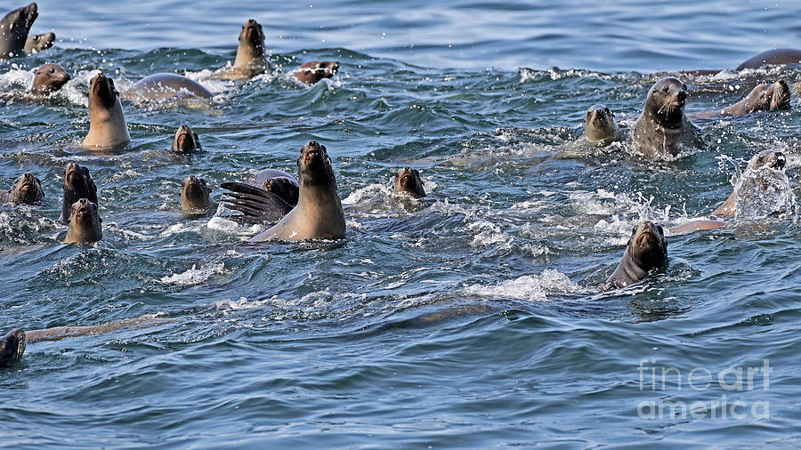 California Sea Lions #1 Photograph by Amazing Action Photo Video