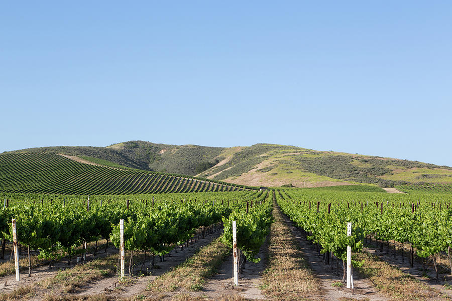 Landscape Photograph - California Vineyards #1 by Carol Highsmith