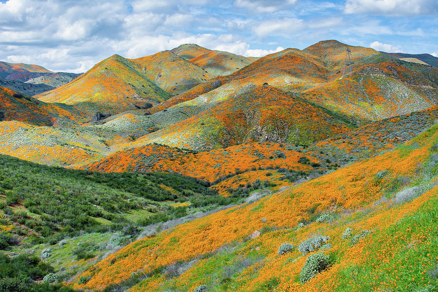 Wildflower Super Bloom California Photograph by Kyle Hanson