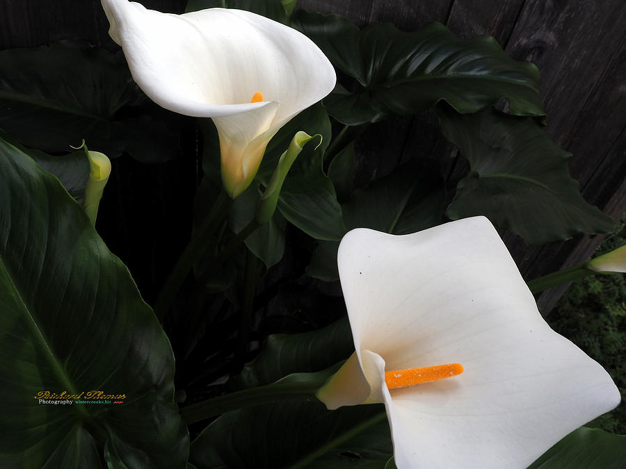 Calla Lily Beauty #1 Photograph by Richard Thomas