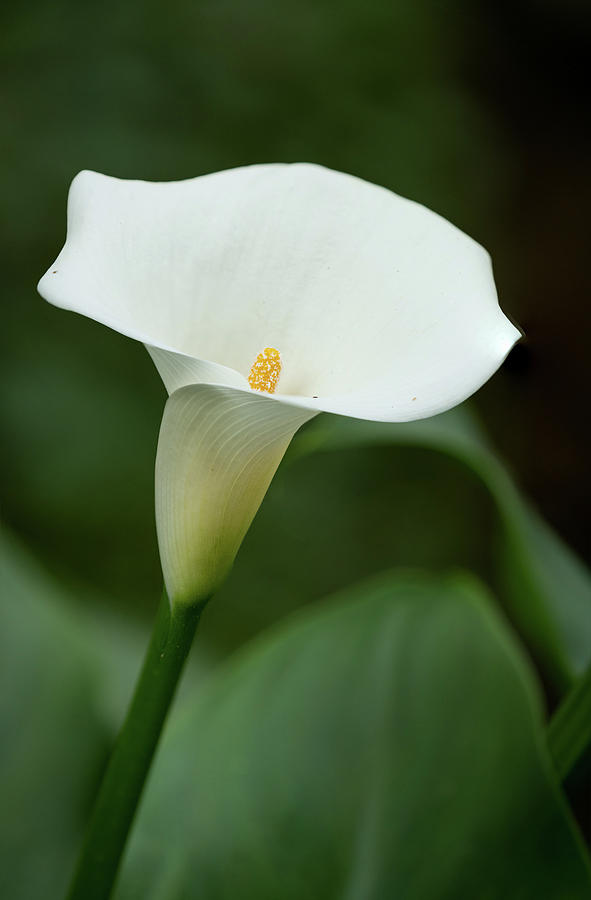 Calla Lily #1 Photograph by Jim Miller