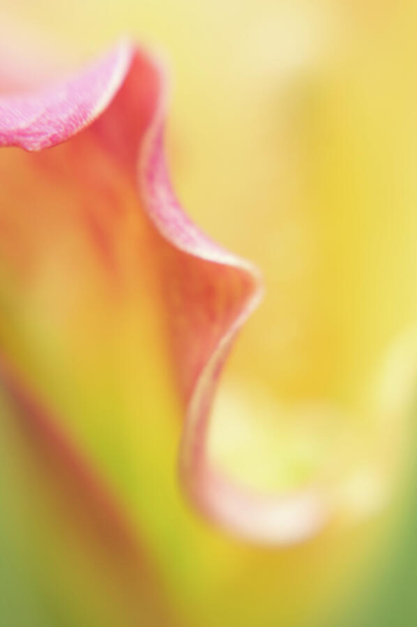 Calla Lily Petal Photograph by Marilyn Wilson