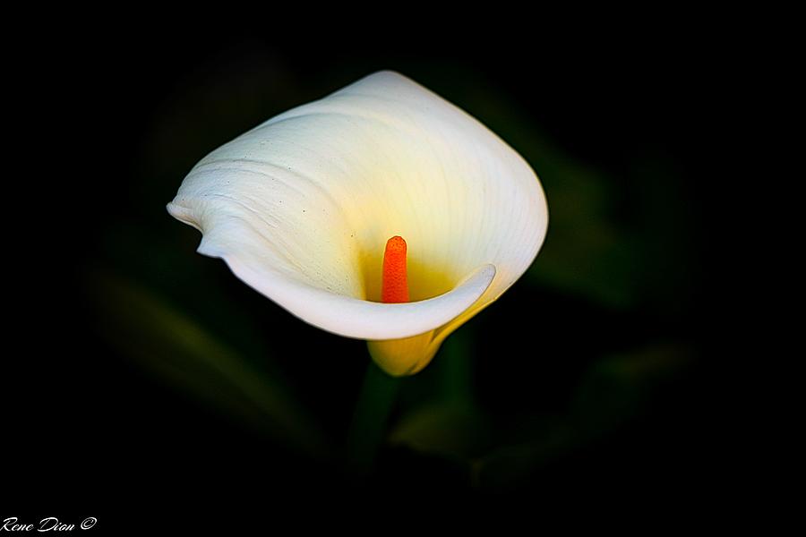 Calla Lily Photograph by Rene Dion - Pixels