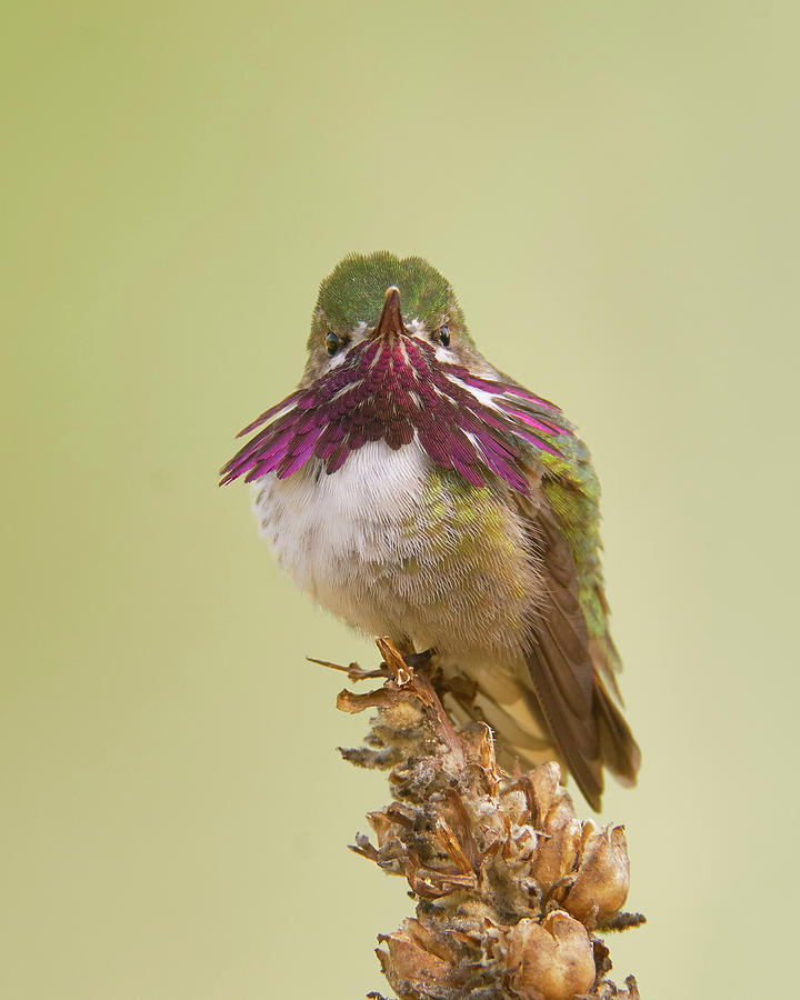 Calliope Hummingbird Photograph - Calliope Hummingbird, El Dorado County California by Doug Herr Calliope Hummingbird Photograph - Calliope Hummingbird, El Dorado County California by Doug Herr
