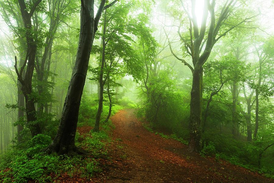 Calm foggy forest #1 Photograph by Toma Bonciu
