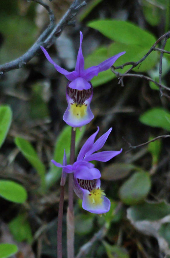 Calypso Orchids Photograph