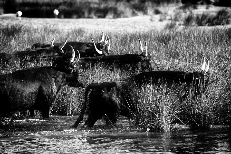 Camargue bulls crossing the marsh #1 Photograph by Jean Gill
