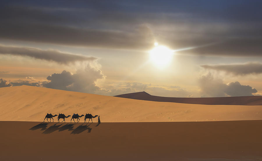 Camel caravan in a desert #1 Photograph by Buena Vista Images