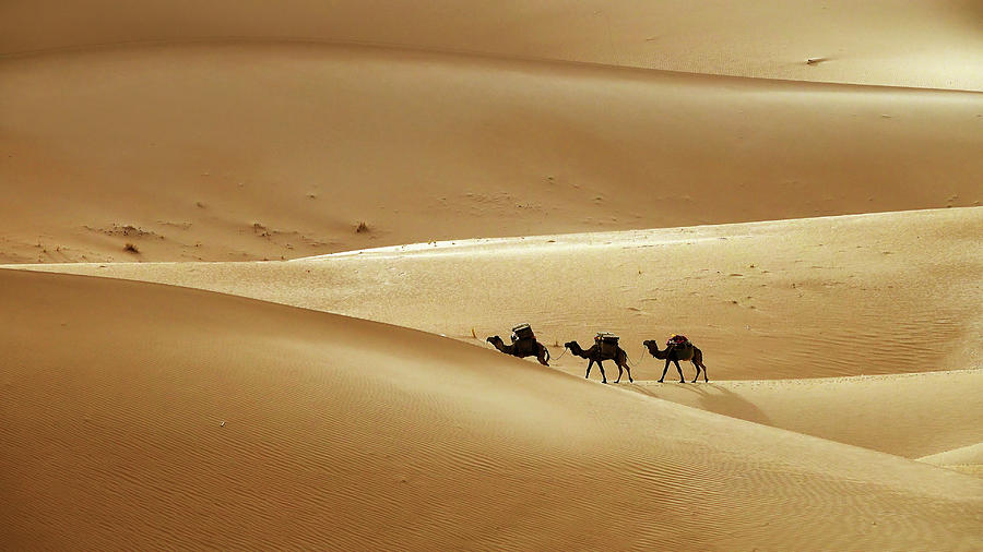 Camel caravan in desert sand dunes #1 Photograph by Mikhail Kokhanchikov