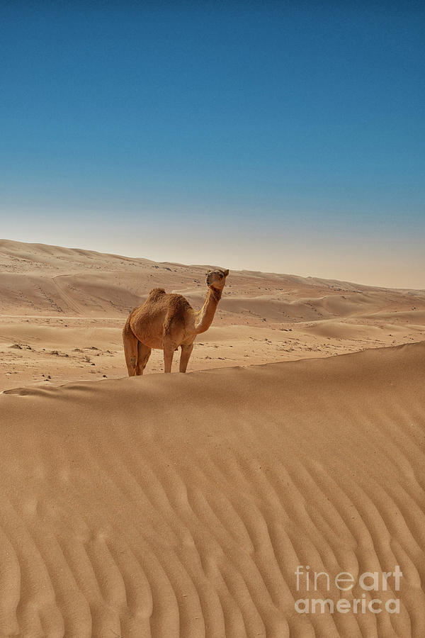 Camel interested on a dune in the desert Photograph by Patricia Hofmeester