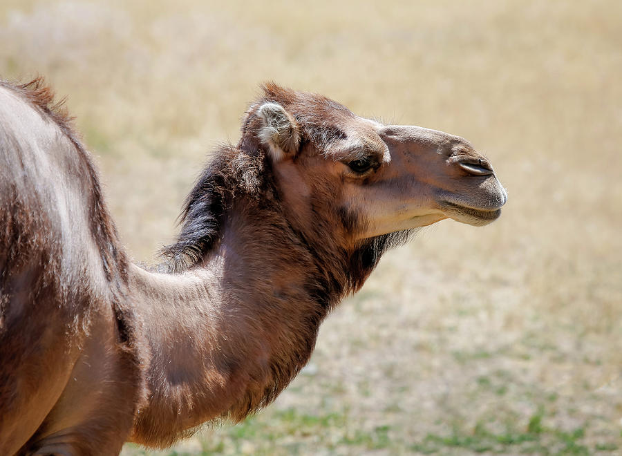 Camel Profile #1 Photograph by Athena Mckinzie