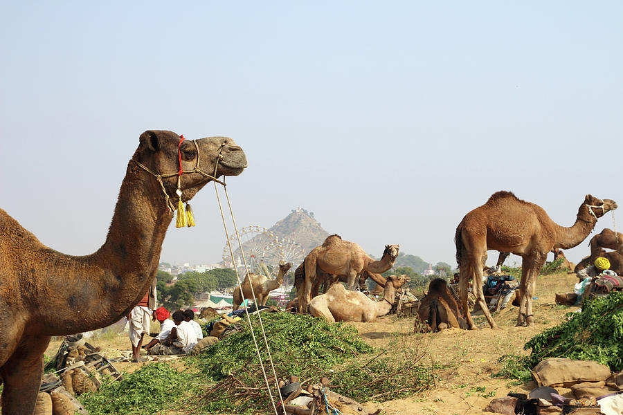 camels during festival in Pushkar #1 Photograph by Mikhail Kokhanchikov