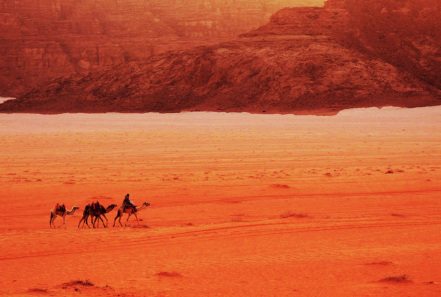 Camels in Desert Photograph by Alan Socolik