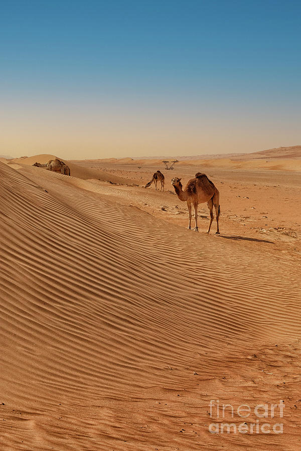 Camels In The Desert Photograph